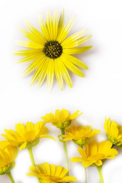 Margaridas Amarelas Isoladas Branco — Fotografia de Stock