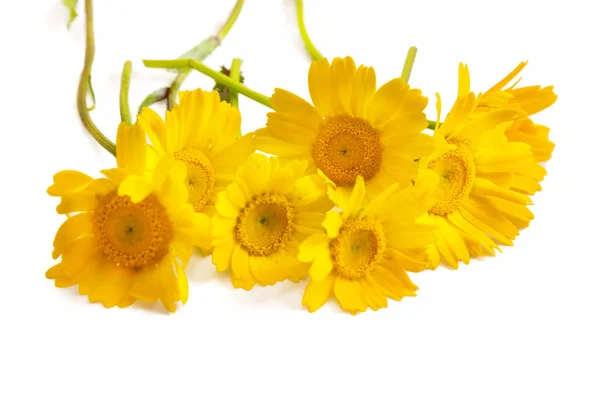 Margaridas Amarelas Isoladas Branco — Fotografia de Stock