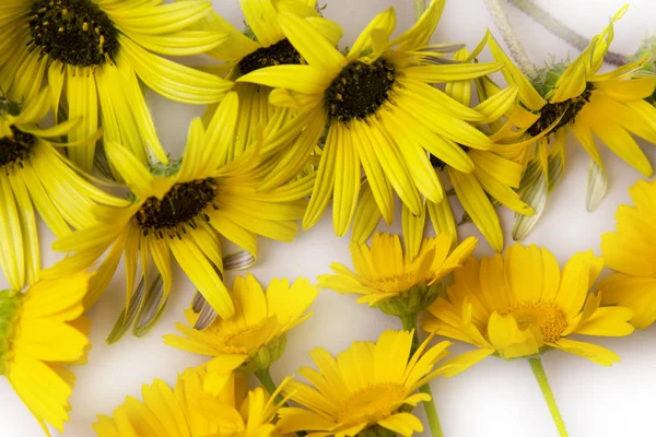 Gänseblümchen Isoliert Auf Weiß — Stockfoto