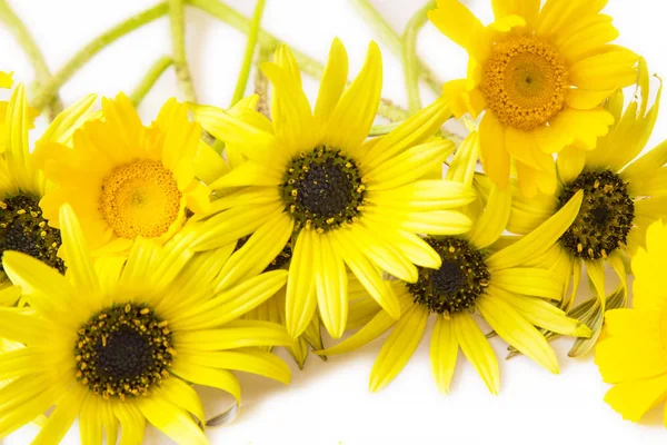 Gänseblümchen Isoliert Auf Weiß — Stockfoto