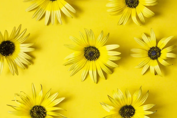 Gänseblümchen Auf Gelbem Hintergrund — Stockfoto