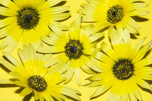 Gänseblümchen Auf Gelbem Hintergrund — Stockfoto