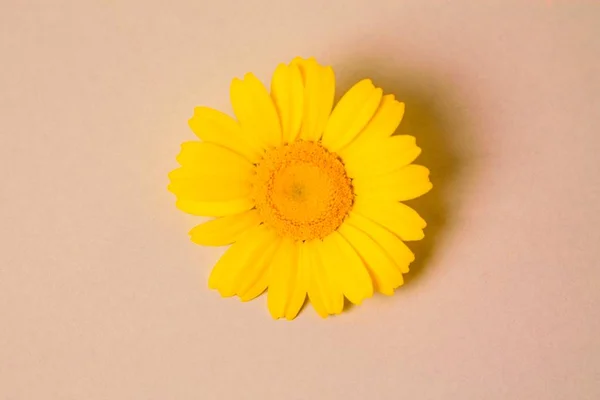 Gelbes Gänseblümchen Auf Hintergrund — Stockfoto