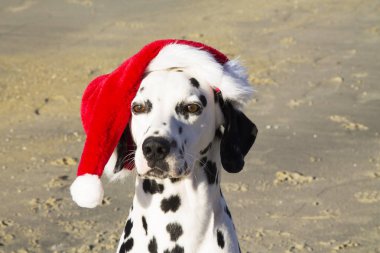 Santa Claus şapka ile Dalmaçya köpeği portresi. Mutlu Noeller
