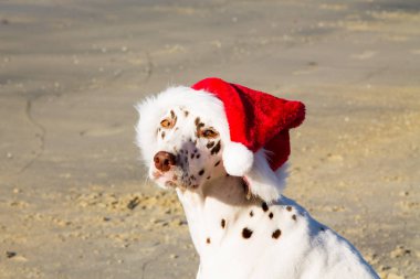 noel baba şapka ile sahilde köpek