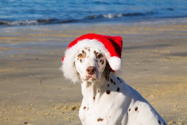 Santa Claus şapka ile Dalmaçya köpeği portresi. Mutlu Noeller