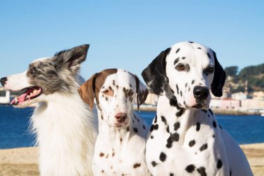 sahilde çeşitli ırklarda köpek grubunun portresi