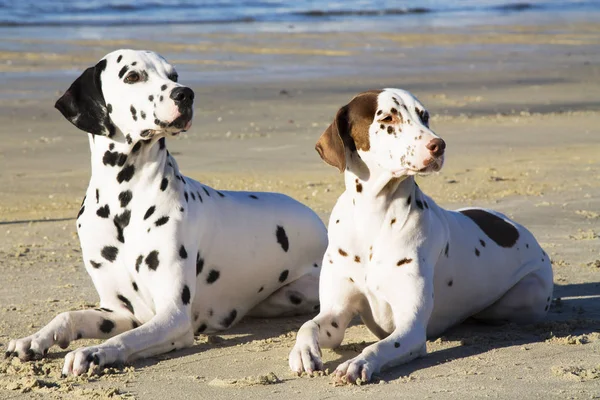 Pareja Perros Dálmatas Playa —  Fotos de Stock