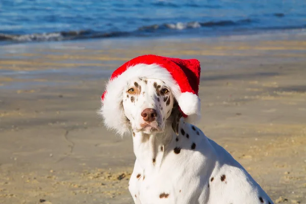 达尔马提亚狗与圣诞老人的帽子的肖像 圣诞快乐 — 图库照片