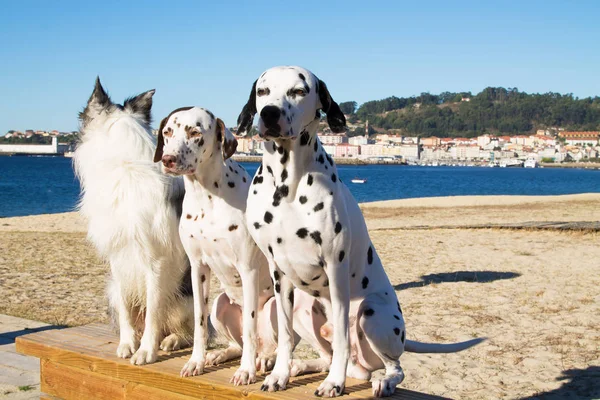 Retrato Grupo Cães Várias Raças Praia — Fotografia de Stock