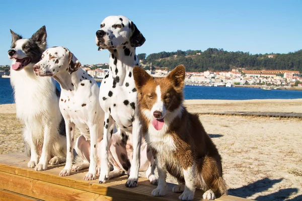 portrait of group of dogs of various breeds on the beach
