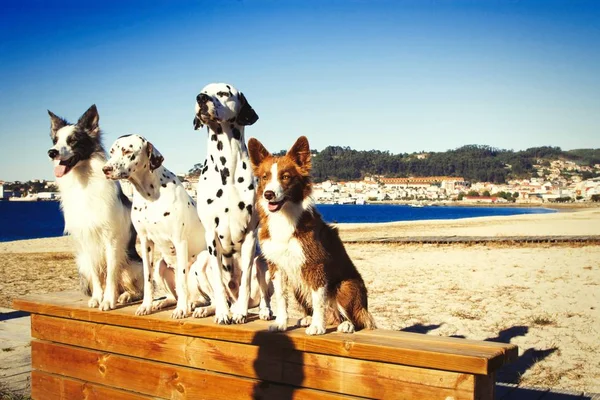 Retrato Cães Banco Praia — Fotografia de Stock