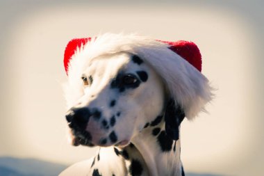 Santa Claus şapka ile Dalmaçya köpeği portresi. Mutlu Noeller