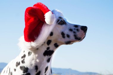 Santa Claus şapka ile Dalmaçya köpeği portresi. Mutlu Noeller