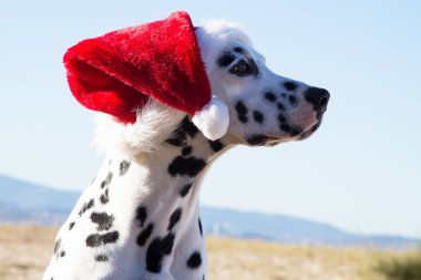 noel baba şapka ile sahilde köpek