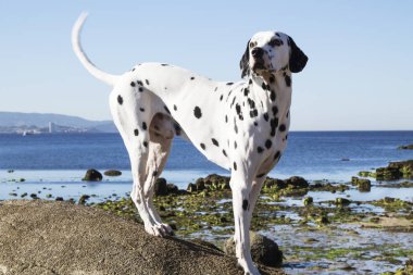 Plaj Dalmaçya köpeği portresi