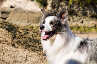 Sahildeki Colie Dog 'un portresi.