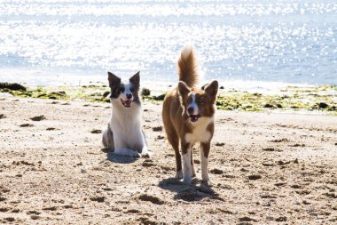 Kumsalda oynayan köpekler.