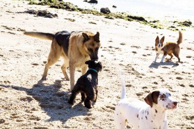 Kumsalda oynayan köpekler.