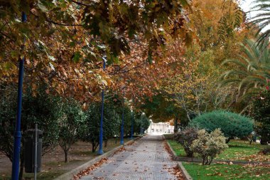 sonbahar ağaçları ve kuru yaprakları ile yol