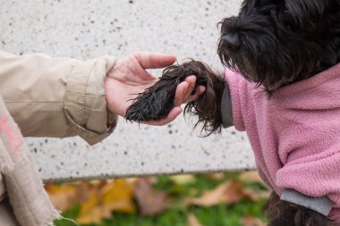 Schnauzer köpek insan eli ile pençe onun sahibi çekim verir
