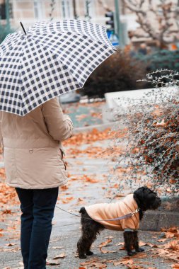 Köpek ve şemsiyeli sahibi yağmurda yürüyor.