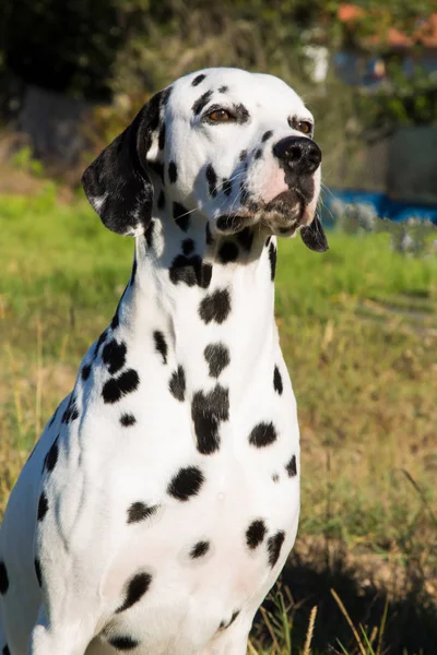 Retrato Cão Dálmata Grama — Fotografia de Stock