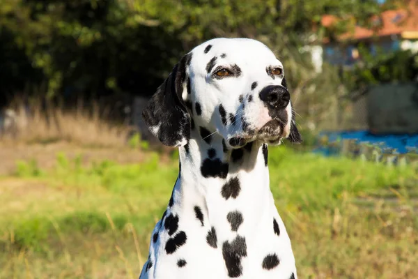 Retrato Cão Dálmata Grama — Fotografia de Stock