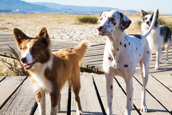 Retrato Grupo Cães Várias Raças Praia — Fotografia de Stock