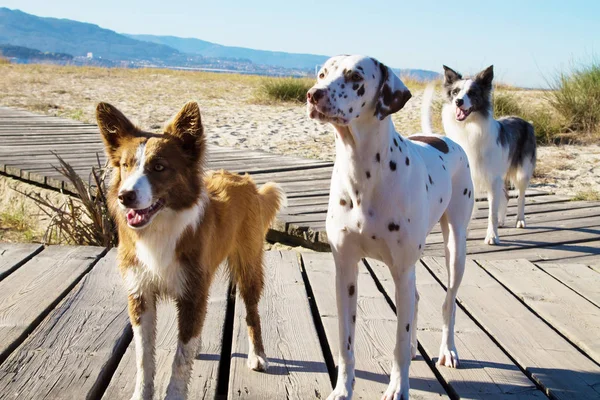 Retrato Grupo Cães Várias Raças Praia — Fotografia de Stock