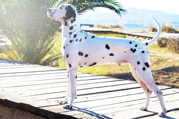 Dalmatian dog on the beach promenade