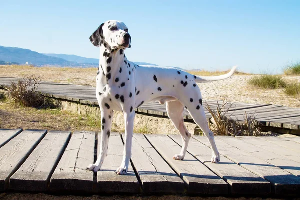 Далматинская Собака Набережной — стоковое фото