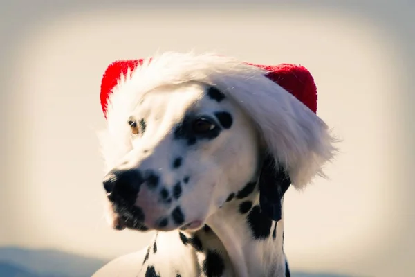 Portret Pies Dalmatyńczyk Santa Claus Kapelusz Wesołych Świąt Bożego Narodzenia — Zdjęcie stockowe