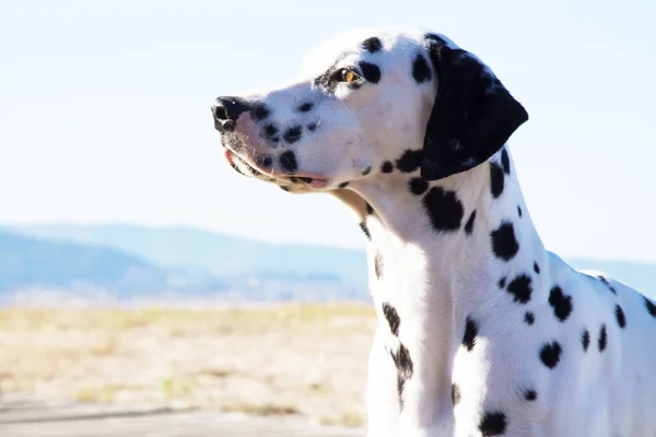 Dalmatiner Hund Auf Der Strandpromenade — Stockfoto