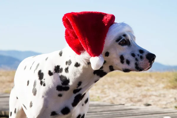 Hund Stranden Med Jultomten Hatt — Stockfoto