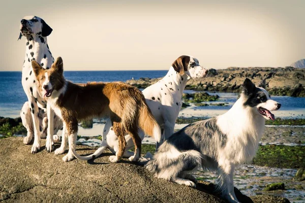 Пограничные Колли Собак Далматинцев Пляже — стоковое фото