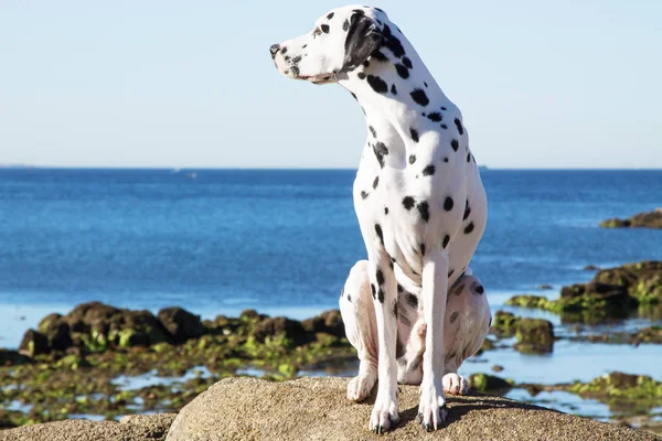 Cão Subiu Nas Rochas Praia — Fotografia de Stock