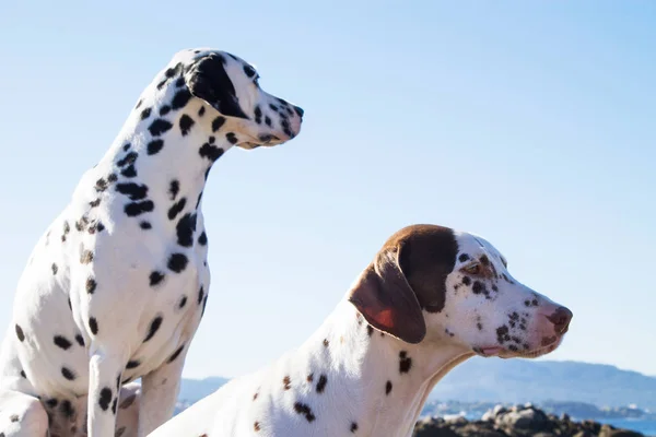 Paar Hunde Strand — Stockfoto