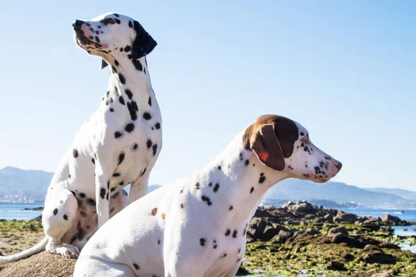 Paar Hunde Strand — Stockfoto