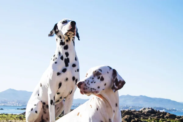 Casal Cães Raça Dálmata Praia — Fotografia de Stock