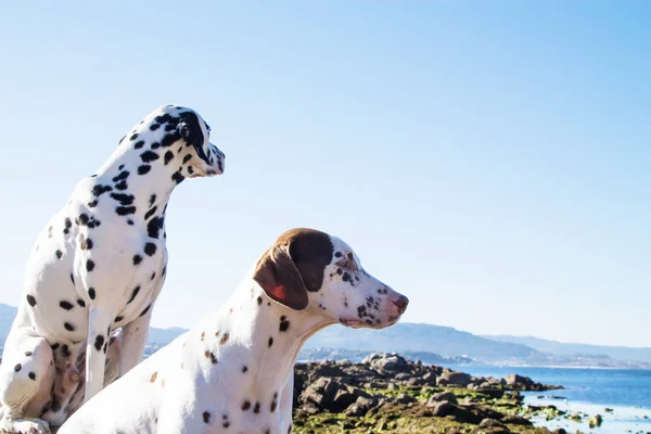 Пара Собак Пляже — стоковое фото
