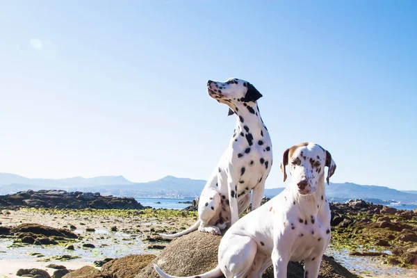 Casal Cães Raça Dálmata Praia — Fotografia de Stock