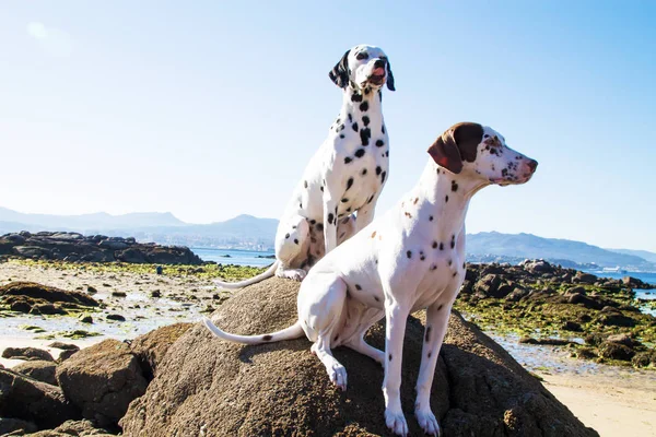 Пара Далматинских Пород Собак Пляже — стоковое фото