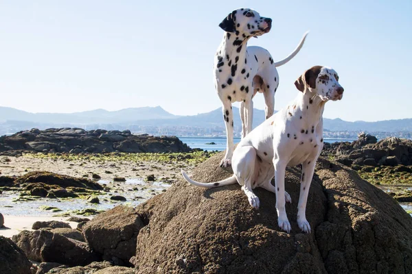 Casal Cães Dálmatas Nas Rochas Praia — Fotografia de Stock