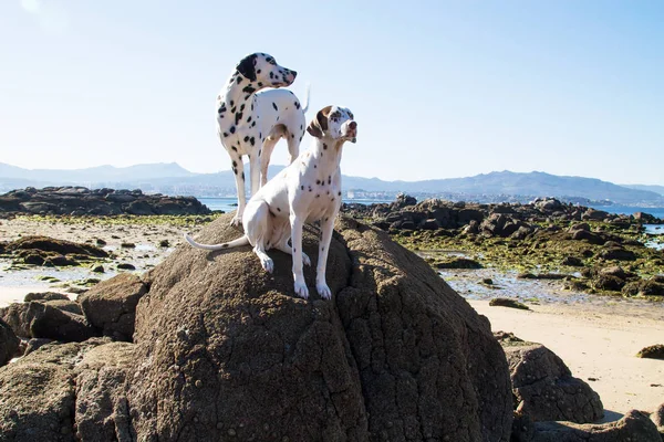 Casal Cães Dálmatas Nas Rochas Praia — Fotografia de Stock