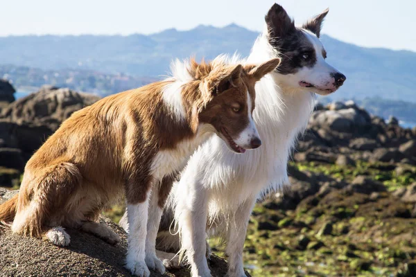 Frontera Collie Perros Pareja Playa —  Fotos de Stock