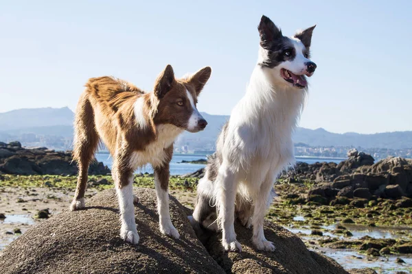 Пограничные Собаки Колли Пара Пляже — стоковое фото