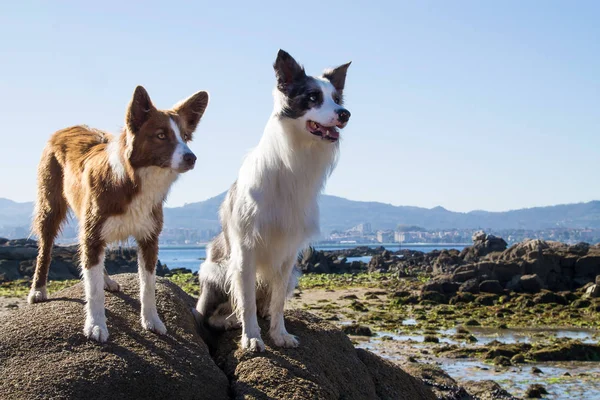 Пограничные Собаки Колли Пара Пляже — стоковое фото