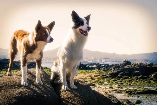 Frontera Collie Perros Pareja Playa —  Fotos de Stock