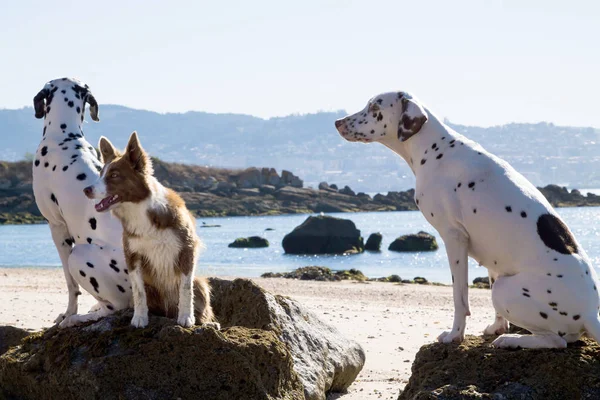 Fronteira Collie Cães Dalmatians Praia — Fotografia de Stock